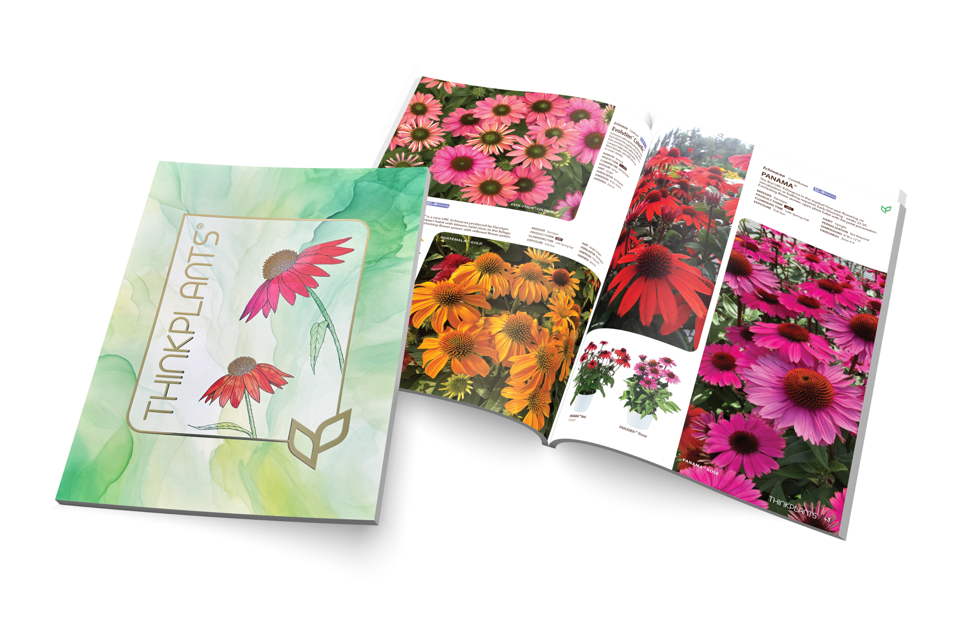 Paeonia (Peony) Assortment — ThinkPlants